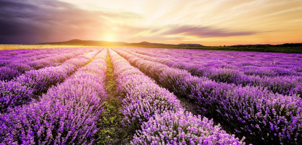 Lavendel